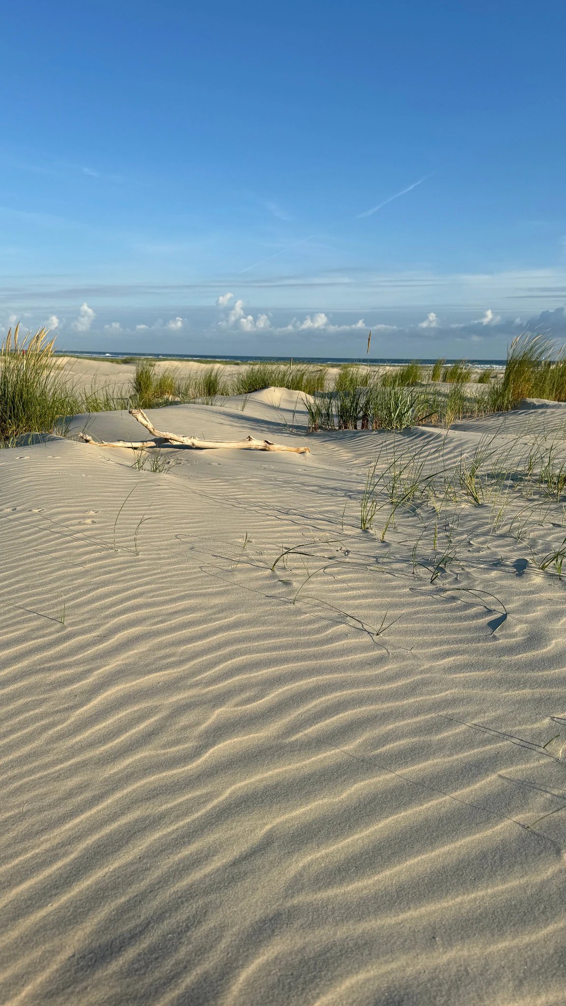 Sanddünen mit Dünengras und Meer